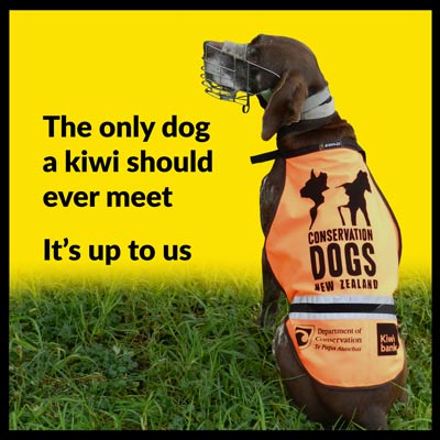 kiwi dogs